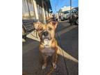 Adopt Ahsoka a Pit Bull Terrier dog in Roanoke, VA (41036353)