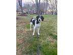 Adopt Dexter a Coonhound dog in Roanoke, VA (41293451)