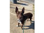 Adopt Lucero a Pit Bull Terrier dog in Roanoke, VA (40029198)