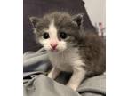 Adopt Critter a Gray, Blue or Silver Tabby Domestic Mediumhair (medium coat) cat
