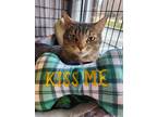 Adopt Spikey a Domestic Mediumhair / Mixed (short coat) cat in Fort mill