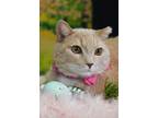 Adopt Bean Bag a Domestic Shorthair / Mixed (short coat) cat in Fort mill