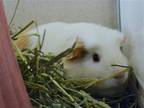 Adopt CONCHA a Guinea Pig (medium coat) small animal in Denver, CO (41183281)