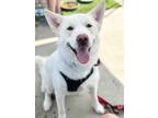 Adopt Bolt a Husky / Mixed dog in Savage, MN (41458577)