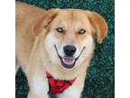 Adopt Beau a Labrador Retriever / Shepherd (Unknown Type) / Mixed dog in Savage