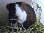 Adopt JARVIS a Guinea Pig (medium coat) small animal in Denver, CO (41204543)