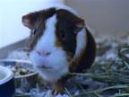 Adopt APPA a Guinea Pig (medium coat) small animal in Denver, CO (41239536)