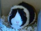 Adopt RUBY a Guinea Pig (medium coat) small animal in Denver, CO (41273592)