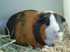 Adopt HERSHEY a Guinea Pig (medium coat) small animal in Denver, CO (41247244)