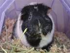 Adopt OREO a Guinea Pig (medium coat) small animal in Denver, CO (41277032)