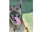 Adopt Gracie a Belgian Malinois / Mixed dog in Newman, CA (41363839)