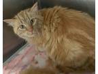 Adopt 032411 - Iris a Orange or Red Domestic Longhair cat in McMinnville