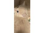 Adopt 052424 - Snuggles a Tan or Fawn Tabby Domestic Mediumhair cat in