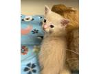 Adopt 052425 - Simba a Orange or Red Tabby Domestic Mediumhair cat in