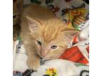 Adopt 052426 - Noodle a Orange or Red Tabby Domestic Mediumhair cat in