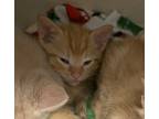 Adopt 052427 - Flash a Orange or Red Tabby Domestic Mediumhair cat in