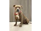 Adopt Hulk a Pit Bull Terrier dog in Georgetown, OH (41386404)