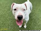 Adopt GRACE a White - with Brown or Chocolate American Pit Bull Terrier / Mixed