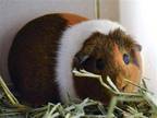 Adopt GINGER a Guinea Pig (medium coat) small animal in Denver, CO (41282068)