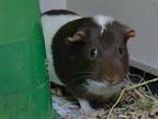 Adopt MOCHA a Guinea Pig (medium coat) small animal in Denver, CO (41327607)