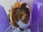 Adopt FRUIT LOOPS a Guinea Pig (medium coat) small animal in Denver