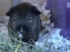 Adopt COCO PUFFS a Guinea Pig (medium coat) small animal in Denver