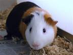 Adopt BILLY a Guinea Pig (medium coat) small animal in Denver, CO (41349013)