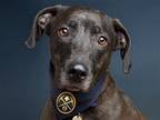 Adopt MICHAEL a Black Golden Retriever / Mixed dog in Denver, CO (41065738)
