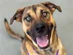 Adopt CHEYENNE a German Shepherd Dog / Mixed dog in Denver, CO (41386489)