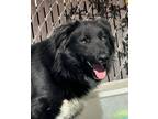 Adopt Bandit a Border Collie / Mixed dog in Newman, CA (41247103)