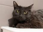 Adopt MOLLY a All Black Domestic Mediumhair / Mixed (medium coat) cat in Denver
