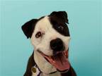 Adopt NOS a Black Pit Bull Terrier / Mixed dog in Denver, CO (41361853)