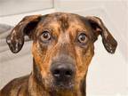 Adopt DOC a Brown/Chocolate Plott Hound / Great Dane / Mixed dog in Denver