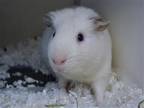 Adopt WILBUR a Guinea Pig (medium coat) small animal in Denver, CO (41380389)