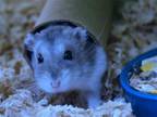 Adopt VLAD a Hamster (medium coat) small animal in Denver, CO (41406290)