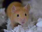 Adopt GOLDIE a Mouse (medium coat) small animal in Denver, CO (41406289)
