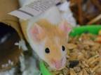 Adopt WAFFLES a Mouse (medium coat) small animal in Denver, CO (41406288)