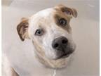 Adopt PRINCE a White Australian Cattle Dog / Mixed dog in Denver, CO (41411281)