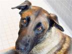 Adopt MANDO a Black Belgian Malinois / Mixed dog in Denver, CO (41420028)