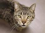 Adopt JR a Brown or Chocolate Domestic Mediumhair / Mixed (medium coat) cat in