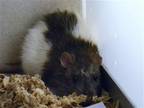 Adopt DREXEL a Rat (medium coat) small animal in Denver, CO (41389315)