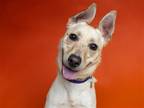 Adopt CHARLIE a German Shepherd Dog / Mixed dog in Denver, CO (41437528)