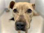 Adopt LUNA a Tan/Yellow/Fawn Pit Bull Terrier / Mixed dog in Denver