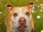 Adopt BARRON a Tan/Yellow/Fawn Pit Bull Terrier / Mixed dog in Denver