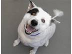 Adopt STAR a White Australian Shepherd / Mixed dog in Denver, CO (41448116)