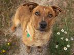 Adopt ROSITA a Tan/Yellow/Fawn Australian Cattle Dog / Mixed dog in Denver