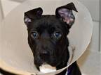 Adopt ORION a Black Labrador Retriever / Mixed dog in Denver, CO (41449121)