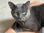 Adopt SMOKEY a Gray or Blue Domestic Mediumhair / Mixed (medium coat) cat in