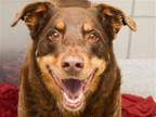 Adopt TRIXY a Brown/Chocolate German Shepherd Dog / Labrador Retriever / Mixed