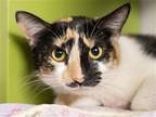 Adopt DUVALIN a Domestic Mediumhair / Mixed (medium coat) cat in Denver